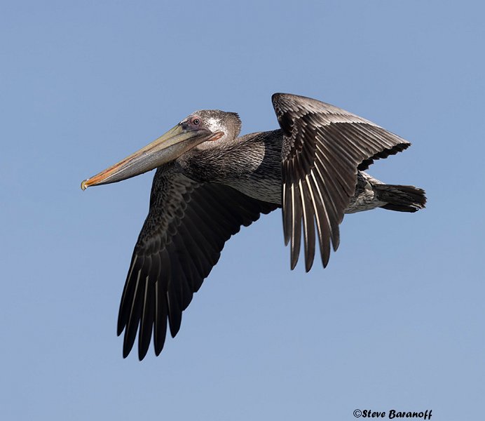 _B223849 brown pelican.jpg